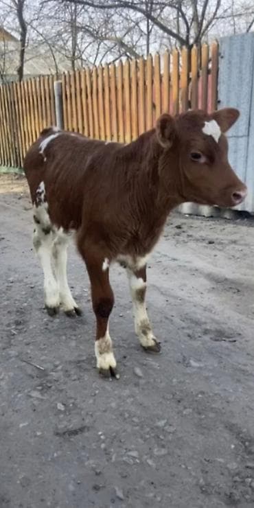 heyvan yemləri: Dana, buzov, Dişi, Simental, ay: 2 — 5