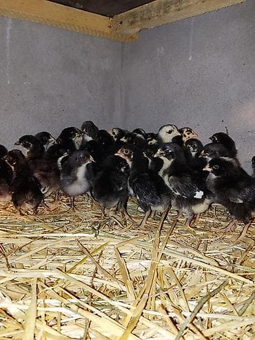 cücə adları: Toyuq cücələri, Damazlıq — 4