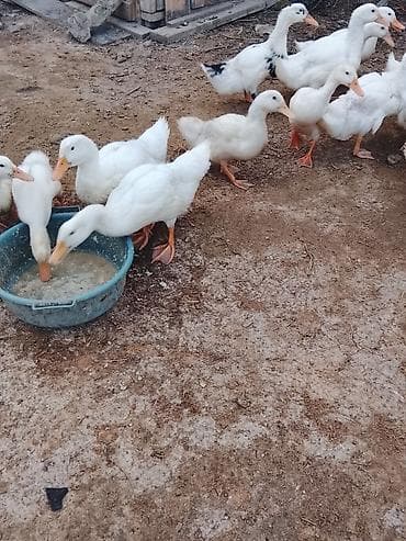 Gəmiricilər: Salam sağlam heyvanlardı Pekin ördəyidi ətlik — 4