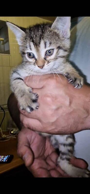 pulsuz pişik balaları 2023: Sibir, Dişi, Erkək, Yaxşı əllərə — 5