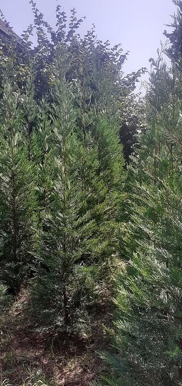 dekor patalok: Dekarativ ağaclar — 6