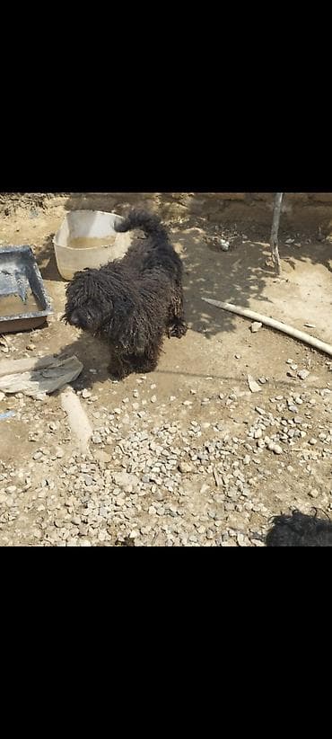 dişi: Pudel, 1 il — 1