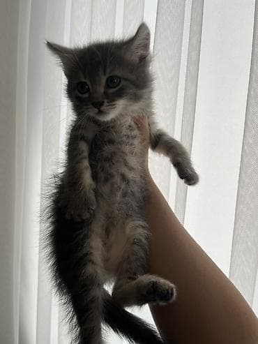 qulaq şamı: Yaxşı əllərə — 1