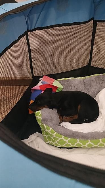 meymun heyvan: Doberman, 1 ay, Erkek — 2