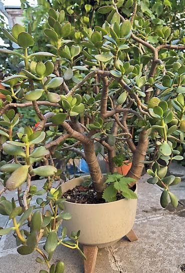 agac gulleri: 💵 Pul gülü (Crassula ovata) – iri, budaqlı sukulent 💵 Crassula ovata — 5