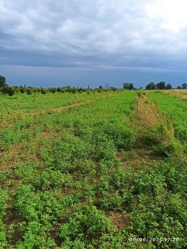 xırdalan kirayə evlər 3 otaqlı: 142 sot, Kənd təsərrüfatı, Mülkiyyətçi, Kupça (Çıxarış) — 4