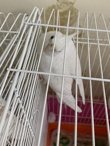 qefes: Məhsul: Nimfa (Cockatiel) papuqayları və qəfəs dəsti Təsvir: - — 4