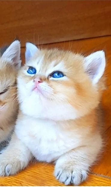 pisik satisi: Britan, Erkək, Dişi, Yaxşı əllərə, Ünvandan götürmə — 1