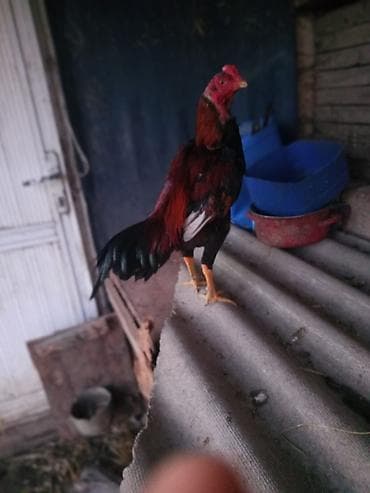 qara avstralorp neyin cinsidir: Məhsul: Xoruz (yerli növ) Təsvir: - Rəng quruluşu: qırmızı-qara — 2