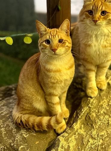 anqor pisik: Erkək, Yaxşı əllərə — 1