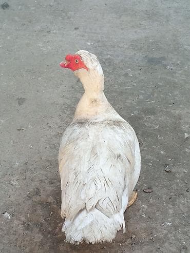 Mal-qara: Tecılı satlir xayiş edirəm boş boş yazmayın ciddi olan buyursun — 5