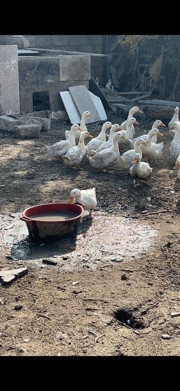 ev donuzu: Ağ ördəklər – təsərrüfat üçün sürü - Növ: ağ ev ördəyi (peyğəmbərqazı — 3