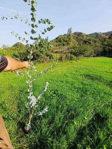 üzüm ağacı: Efkalif mandari peyxo ağaclar satişad müxtəlif hündürlüklərdə — 4