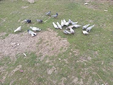 takla goyercin: Muncuq naxışlı ev göyərçinləri – müxtəlif rəng və cins qarışıqları - — 5