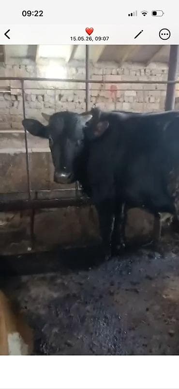 Erkek kök dana satilir 8.2 manatdan diri çekiyle terezide. Unvan Baki