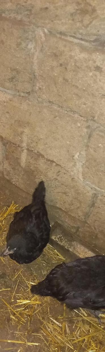 Gəmiricilər: Toyuq, Australorp, Yumurtalıq, Ünvandan götürmə — 2