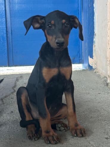 pitbull tap az: Доберман — 1