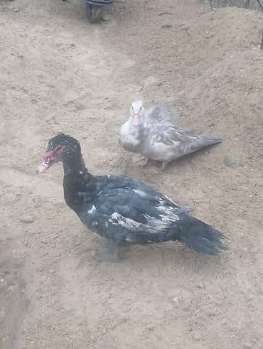 Məhsul: Muskoviy ördəkləri (indoutka) Təsvir:1 Erkey 1 dişi cut -