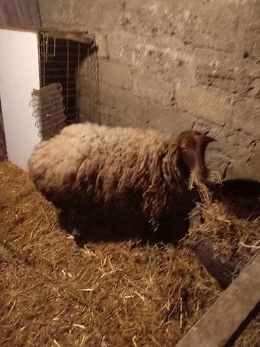 Keçilər, çəpişlər: Məhsul: Qoyun Təsvir: - Qəhvəyi başlı, qalın və uzun yun örtüyünə — 1