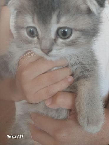 Tabbi