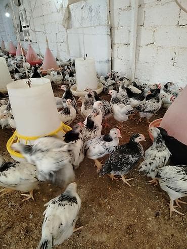 etlik cuce: Toyuq cücələri, Ətlik — 3