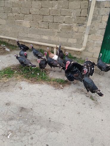 золотая шиншилла купить: Həm ətlik həm damazlıq 38 ədəd fərə hinduşka diri çəki 16 manat — 2