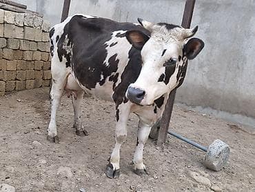 Dişi, Holsteyn, Simental, il: 3, Damazlıq, Südlük, Ünvandan götürmə, Ödənişli çatdırılma