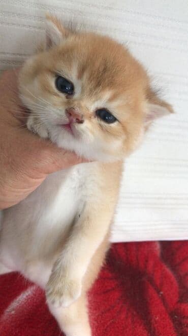 şotlan pişik: Şotland yastı qulaq, Erkək, Dişi, Yaxşı əllərə, Ünvandan götürmə, Pulsuz çatdırılma, Ödənişli çatdırılma — 75