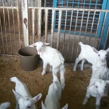 çəpiş əti: Salam 2 qarina dogub 6 ededdi heresinin iki ekiz balasi var — 2