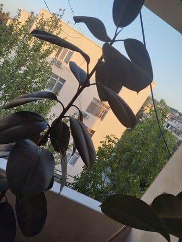 Satılır fikus bitkisi Tam sağlam bitkidir