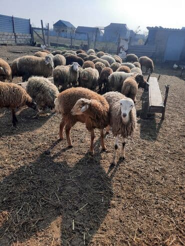 beyləqan sortu qoyun və quzuları: 50+ erkəkli dişilidi. fikri ciddi olan əlaqə saxlaya bilər — 2