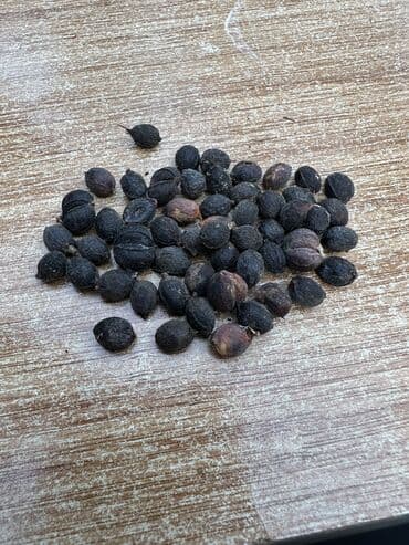 palma ağacı: Vaşinkton palmasi (qiymət 5 - 10 manat ) (500-550 dənə var ) Böyuk — 9