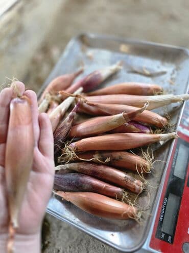 Alfa Romeo: Sekilde gorduyunuz saglam hovsan soganlari minimum 50 kq,100 kq — 7