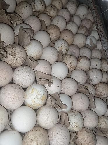 sut: Lisa qaz yumurtası mayalı,hundişqa bronz yumurtası,mayalı astroloq — 2