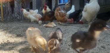 купить кур: Курица, Для яиц, Самовывоз — 6