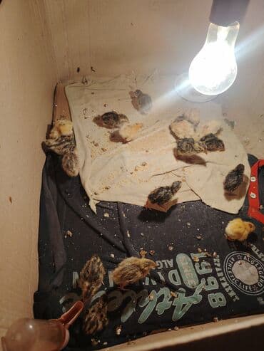 Lincoln: Bıldırcın cücələri satılır. Gününə görə qiymət fərqi olacağ hələki 50 — 1