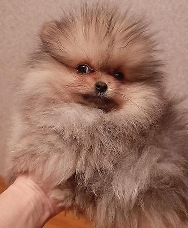 it ve qiz sekilleri: 4 ay, Dişi, Peyvəndli — 1