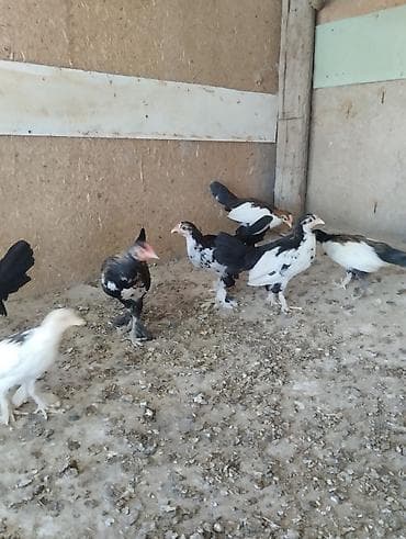 cuce yemi: Toyuq, Damazlıq — 3