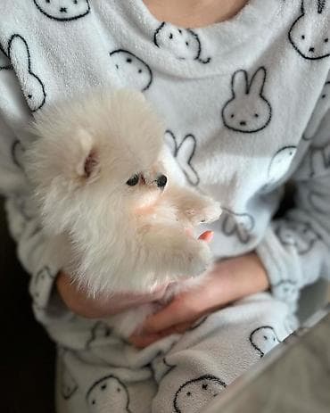 Şpitz, 2 ay, Dişi, Pulsuz çatdırılma — 8