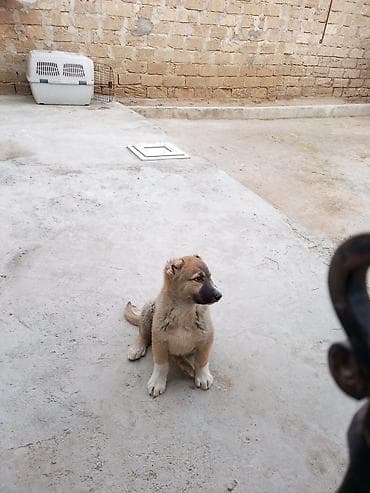 it üçün kemer: Qurdbasar, 3 ay, Erkek, Peyvəndli, Ünvandan götürmə — 2