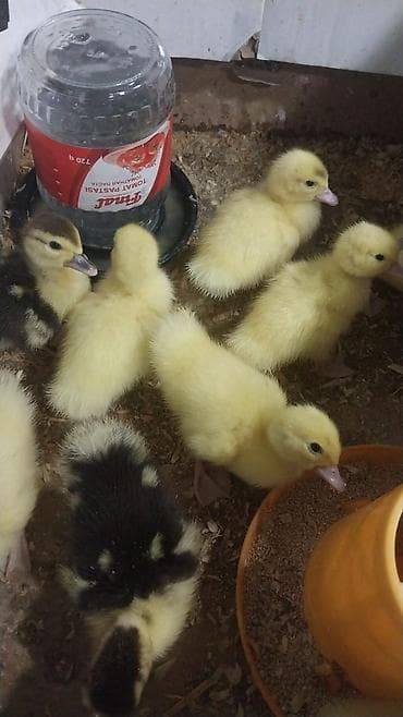 Muscovy (indo) ördək balaları - Şəkildə göründüyü kimi sarı və