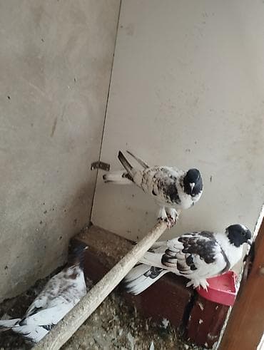 bülbül quşu haqqında məlumat: Növ: Ev göyərçinləri (bəzək və uçuş üçün) Rəng və naxış: Ağ əsaslı — 2