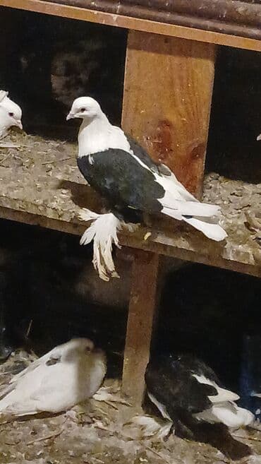 Pişiklər: Məhsul: Qabkeş (papaqlı) bəzək göyərçinləri Təsvir: - Rəng: Ağ-qara — 3