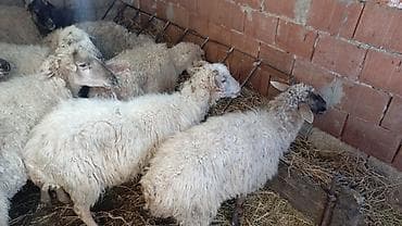 qoyunlar: Qoyun sürüsü satılır - Növ: ağ yunlu yerli qarışıq cinslər — 1