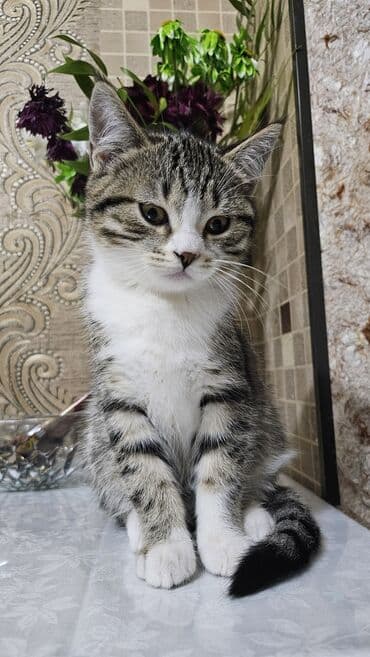 pisik ag: Şotland, Erkək, Yaxşı əllərə, Ünvandan götürmə — 1