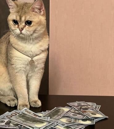 сколько стоит британский котёнок: Британская — 7