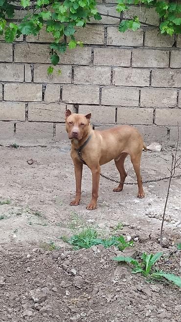 it alanlar: Pitbul, 2 il, Erkek, Ünvandan götürmə — 3