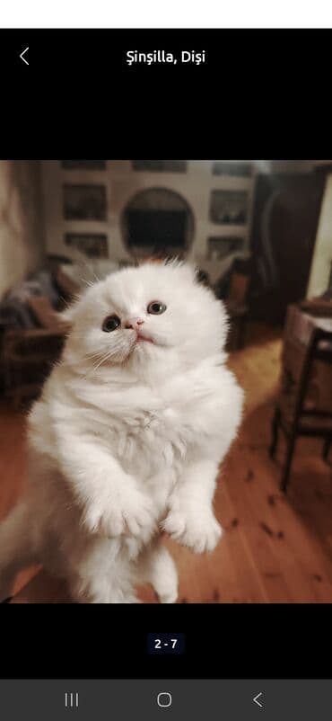 bala pişiylər: Britan, Yaxşı əllərə — 5