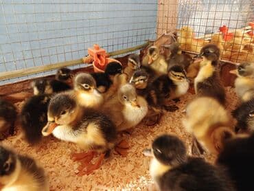 pinqivin ördək: Dişi, Damazlıq, Ünvandan götürmə, Pulsuz çatdırılma, Ödənişli çatdırılma — 2