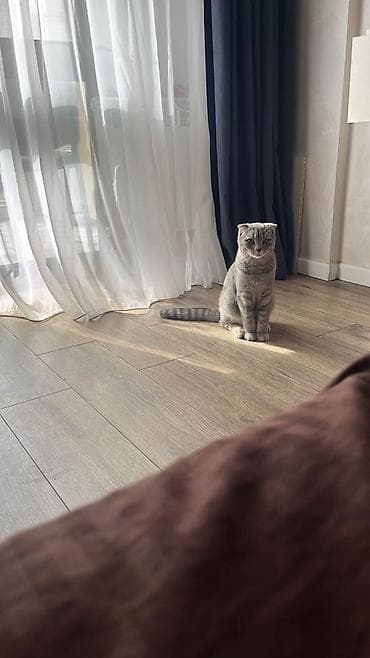 scottish fold: Şotland — 3